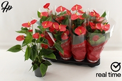 Anthurium Esudo 14Ø 50cm