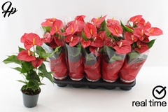 Anthurium Everio 12Ø 40cm
