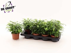 Ficus Benjamina Green Kinky 12Ø 27cm