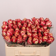 Rosa Chapeau 50cm