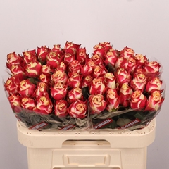 Rosa Chapeau 60cm