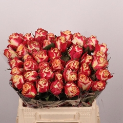 Rosa Chapeau 40cm