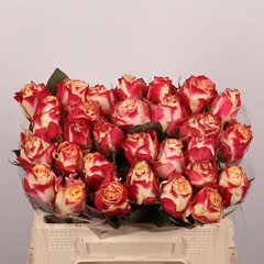 Rosa Chapeau 35cm
