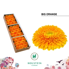 Gerbera Sphere Big Orange 45cm 10cm Hd