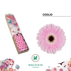Gerbera Mini Black Centre Coolio 45cm 7cm Hd