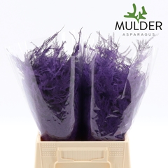 Asparagus Setaceus Painted Purple 45cm