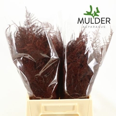 Asparagus Setaceus Painted Bordeaux 45cm