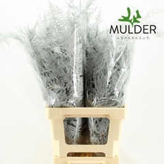 Asparagus Setaceus Painted White 65cm