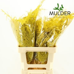 Asparagus Setaceus Painted Yellow 65cm