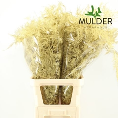 Asparagus Setaceus Painted Gold 85cm
