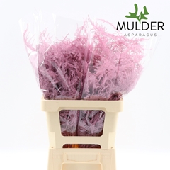 Asparagus Setaceus Painted Light Pink 50cm
