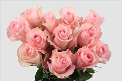 Rosa Christa 40cm