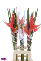 Heliconia Bihai 90cm