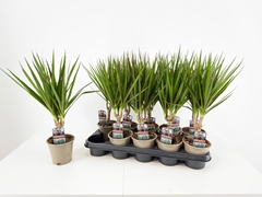 Dracaena 12Ø 40cm