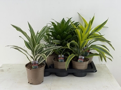 Dracaena Mix 17Ø 40cm