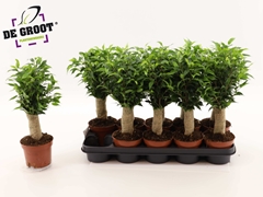 Ficus Benjamina Natasja 12Ø 40cm