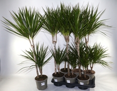 Dracaena 17Ø 90cm