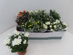 Chrysanth Mix 6 Mix 12Ø 25cm