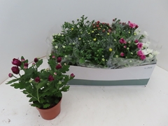 Chrysanth Mix 5 Colours 12Ø 25cm
