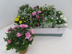 Chrysanth Mix 6 Mix 12Ø 25cm