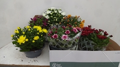 Chrysanth Mix 6 Mix 23Ø 27cm