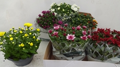 Chrysanth Mix 6 Mix 23Ø 27cm