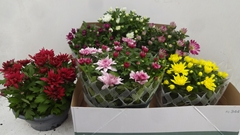 Chrysanth Mix 6 Mix 23Ø 27cm