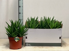 Aloe Perfoliata 22Ø 45cm