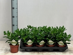 Crassula Ovata 12Ø 27cm