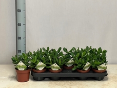 Crassula Ovata 12Ø 22cm