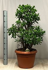 Crassula Ovata 40Ø 110cm