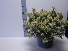 Hebe Andersonii Variegata 26Ø 40cm