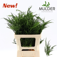 Asparagus Pyramidalis 60cm