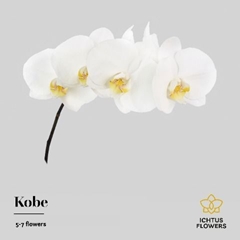 Phalaenopsis Kobe 40cm 5+