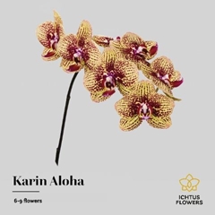 Phalaenopsis Karin Aloha 45cm 7+