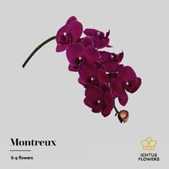 Phalaenopsis Montreux 45cm 7+