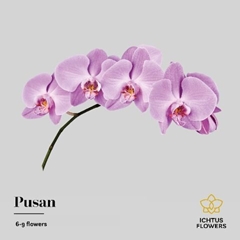 Phalaenopsis Pusan 55cm 7+