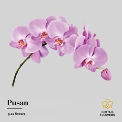 Phalaenopsis Pusan 75cm 9+