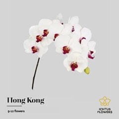 Phalaenopsis Red Lips 80cm 10+