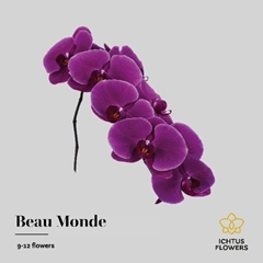 Phalaenopsis Beau Monde 75cm 9+