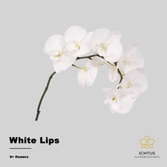Phalaenopsis White Lips 65cm 9+