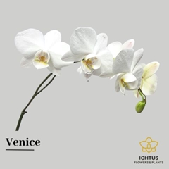 Phalaenopsis Venice 40cm 10+