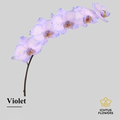 Phalaenopsis Painted Violet 75cm 9+