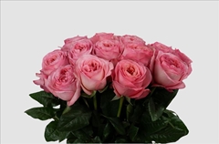 Rosa Pink Xpression 60cm