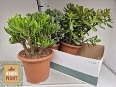 Crassula Mixed 22Ø 40cm
