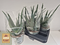 Aloe Vera 14Ø 37cm