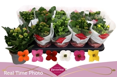 Kalanchoe Single Mix 6 Colours 10Ø 22cm