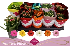 Kalanchoe Double Perfecta Mix 10Ø 22cm