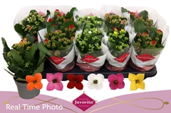 Kalanchoe Single Mix 6 Colours 10Ø 22cm