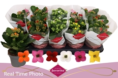 Kalanchoe Single Mix 6 Colours 10Ø 22cm